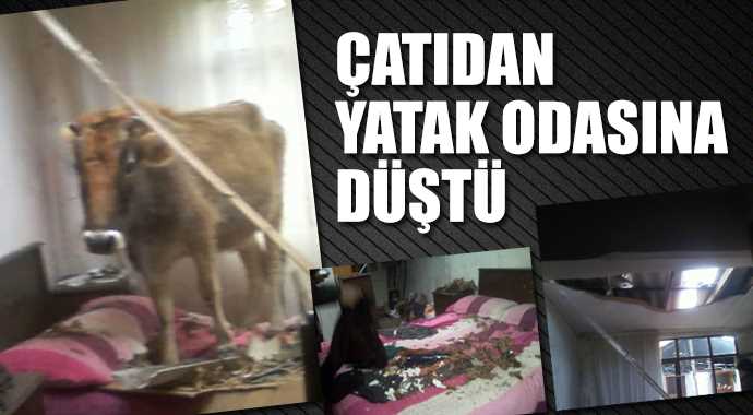 127222_cati_1.jpg