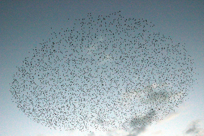 Gören arabasından inip telefona sarıldı Gören arabasından inip telefona sarıldı