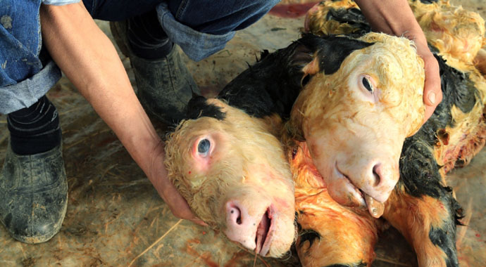 100 bin doğumda bir... Gözlerinize inanamayacaksınız! 100 bin doğumda bir... Gözlerinize inanamayacaksınız!