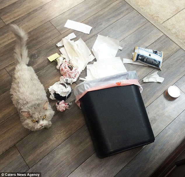 İnternetin yeni yıldızı: Albert İnternetin yeni yıldızı: Albert