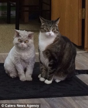 İnternetin yeni yıldızı: Albert İnternetin yeni yıldızı: Albert