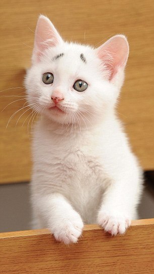 İnternetin yeni fenomeni o İnternetin yeni fenomeni o