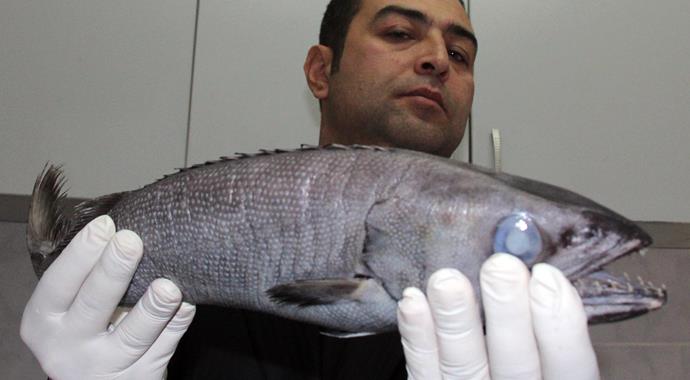 Zehirli okyanus balığı yakalandı Zehirli okyanus balığı yakalandı