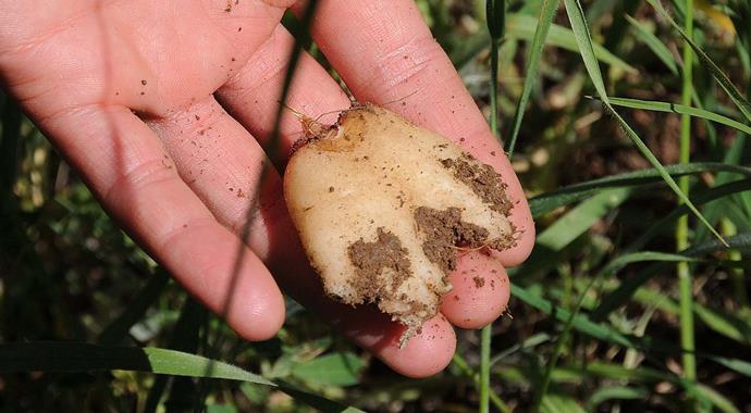 Salep bitkisinin fiyatı altınla yarışıyor Salep bitkisinin fiyatı altınla yarışıyor
