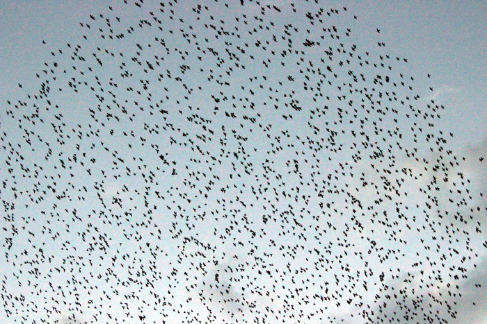 Gören arabasından inip telefona sarıldı Gören arabasından inip telefona sarıldı