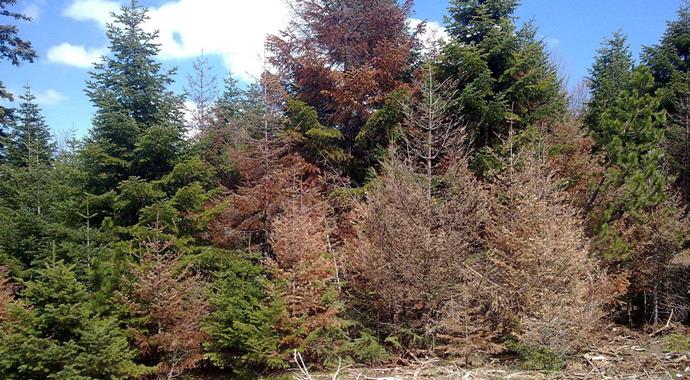 Gökten asit yağıyor Gökten asit yağıyor