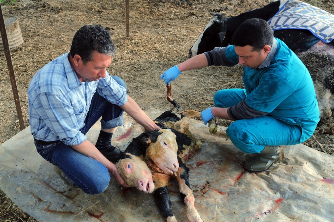 100 bin doğumda bir... Gözlerinize inanamayacaksınız! 100 bin doğumda bir... Gözlerinize inanamayacaksınız!