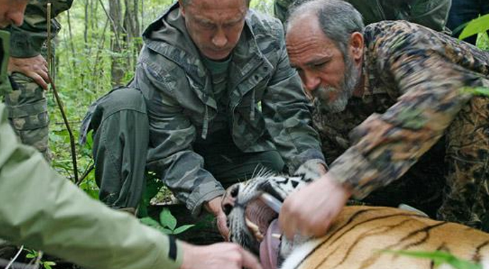 Putin'in kaplanı dehşet saçtı Putin'in kaplanı dehşet saçtı