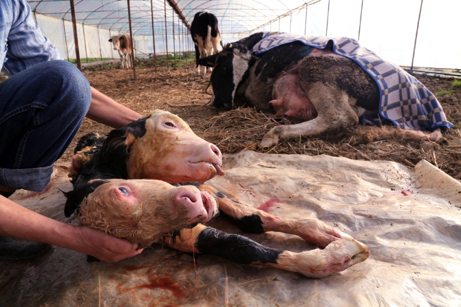 100 bin doğumda bir... Gözlerinize inanamayacaksınız! 100 bin doğumda bir... Gözlerinize inanamayacaksınız!