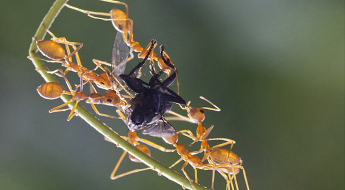 Aç karıncalar yakaladıkları sineği paylaşamadı Aç karıncalar yakaladıkları sineği paylaşamadı