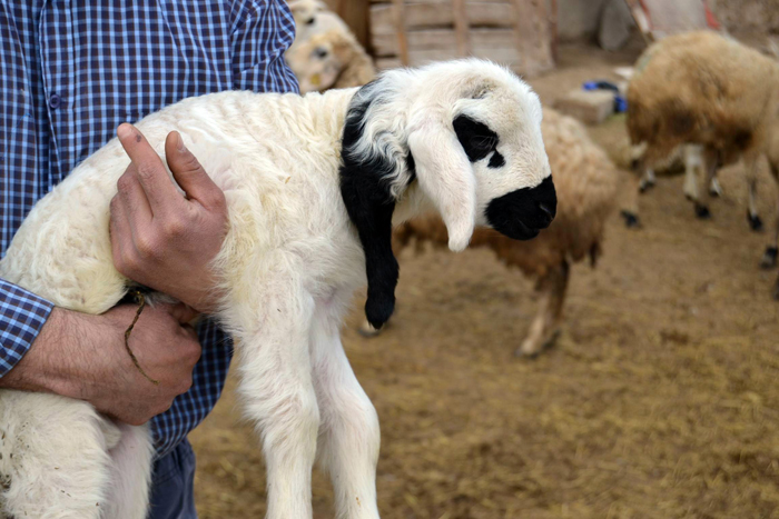 Kuzunun 5. bacağı boynundan çıktı! Kuzunun 5. bacağı boynundan çıktı!