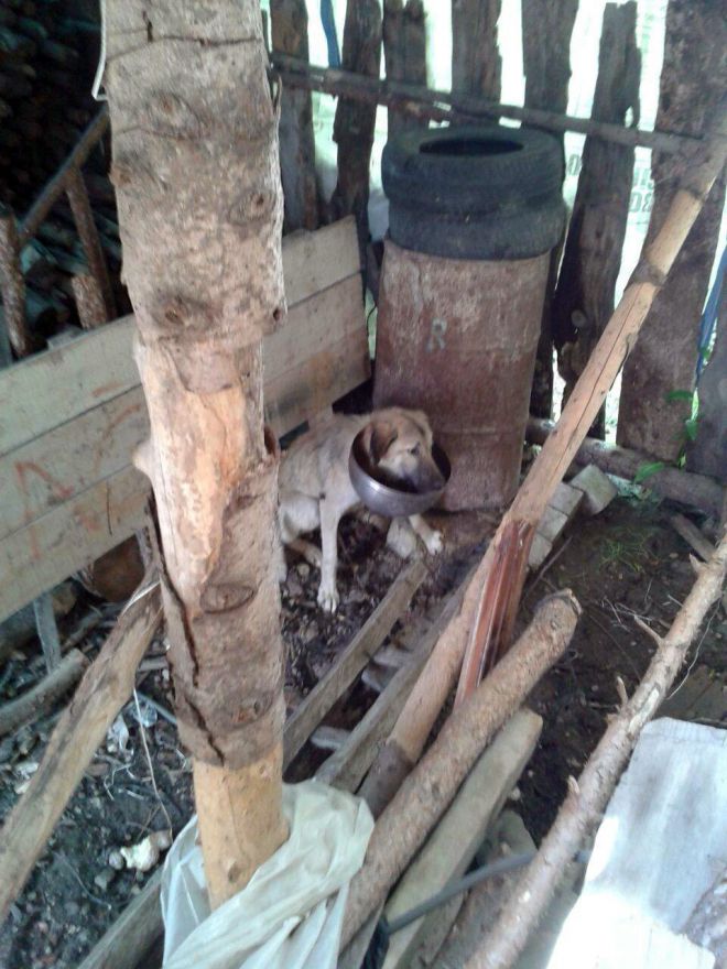 Köpeğe işkence! Köpeğe işkence!