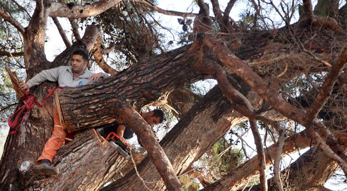 Kestiği ağacın gövdesine sıkıştı! Kestiği ağacın gövdesine sıkıştı!