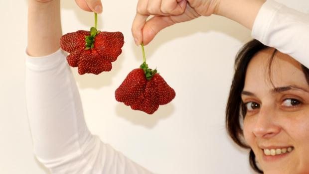 Çileklerin şekilleri neden bozuk? Çileklerin şekilleri neden bozuk?