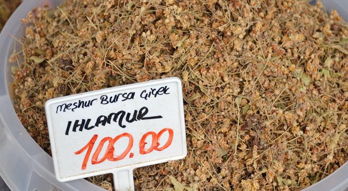 Ihlamur altınla yarışıyor