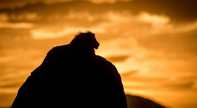 Fotoğrafçılara 'Aslan kral' pozu verdi