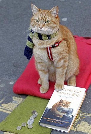 Sokak kedisi Bob Sokak kedisi Bob