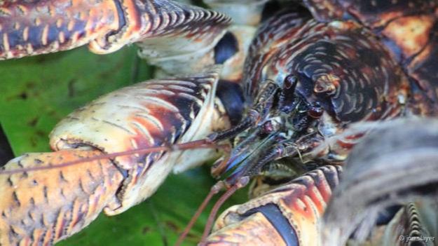 Fare yiyen dev yengeçler! Fare yiyen dev yengeçler!