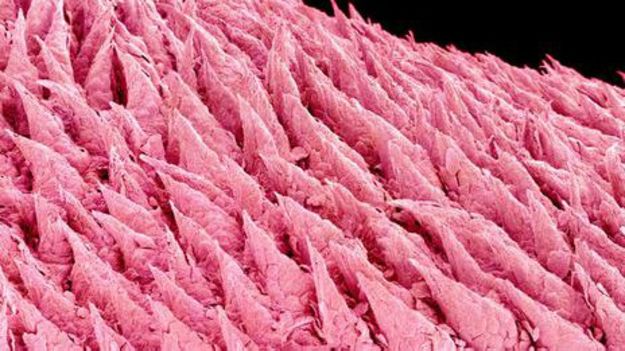 Acı yediğimizde dilimiz neden sızlar?