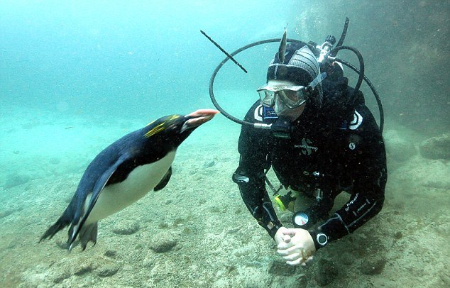 Onun can dostu bir penguen Onun can dostu bir penguen