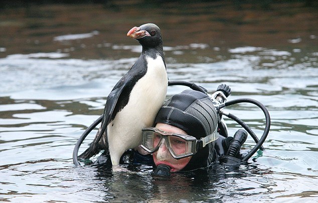 Onun can dostu bir penguen Onun can dostu bir penguen