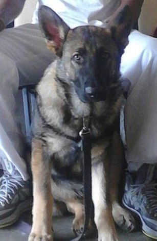 Kahraman köpek ailesini kurtardı ama.. Kahraman köpek ailesini kurtardı ama..