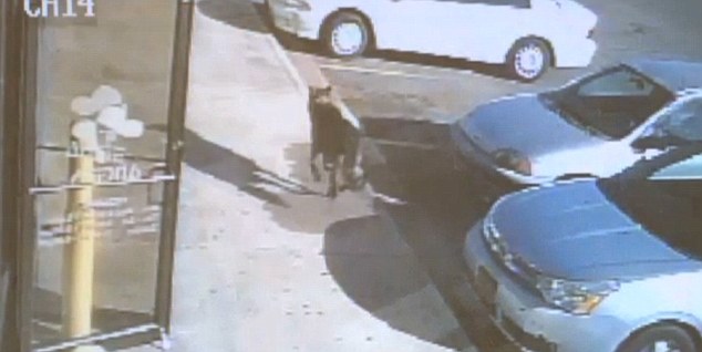 Kahraman köpek ailesini kurtardı ama.. Kahraman köpek ailesini kurtardı ama..