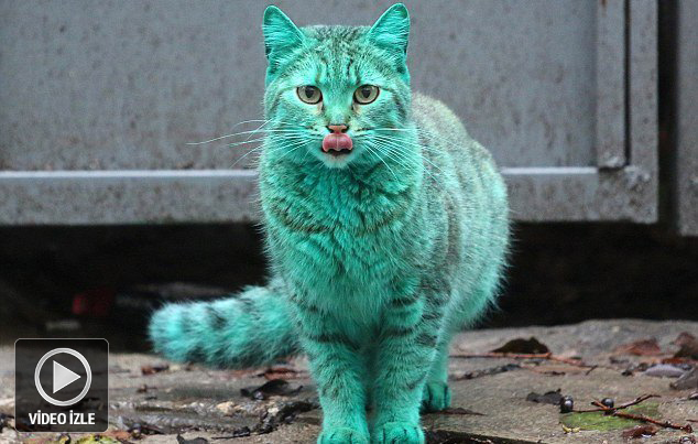 Bulgaristan'da yeşil kedi paniği