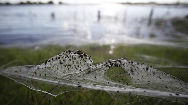Gökten milyonlarca örümcek yağdı Gökten milyonlarca örümcek yağdı
