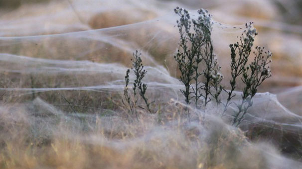 Gökten milyonlarca örümcek yağdı Gökten milyonlarca örümcek yağdı