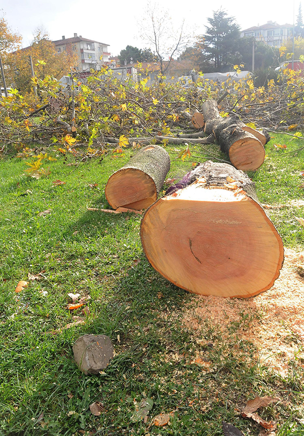 Geziciler Yalova'da 3 maymunu oynuyor Geziciler Yalova'da 3 maymunu oynuyor