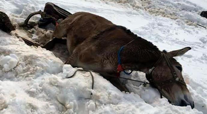Uludere'de katırlara infaz! Uludere'de katırlara infaz!