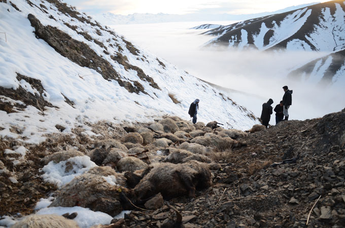 230 koyun art arda uçurumdan atladı