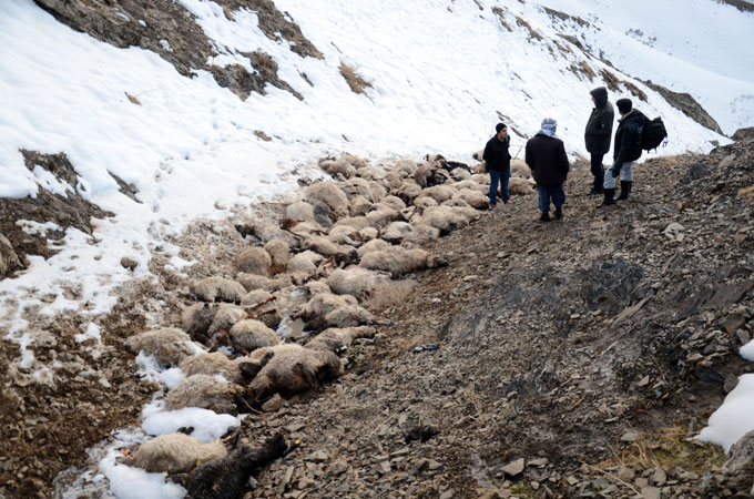 230 koyun art arda uçurumdan atladı