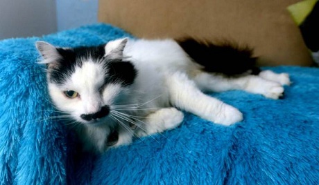 Kediye akıl almaz işkence!