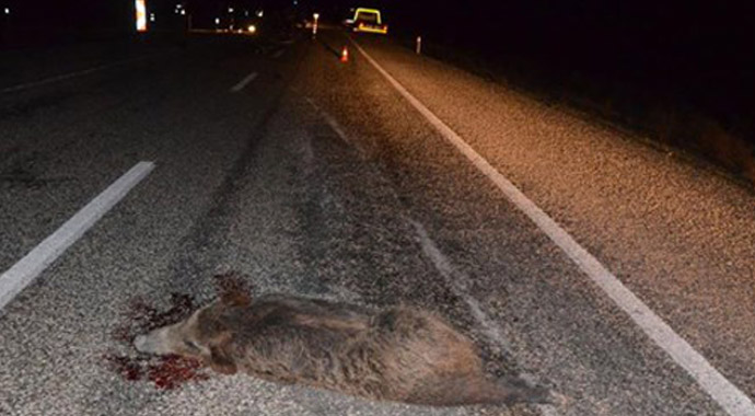 Domuza çarpan aracın sürücüsü öldü Domuza çarpan aracın sürücüsü öldü