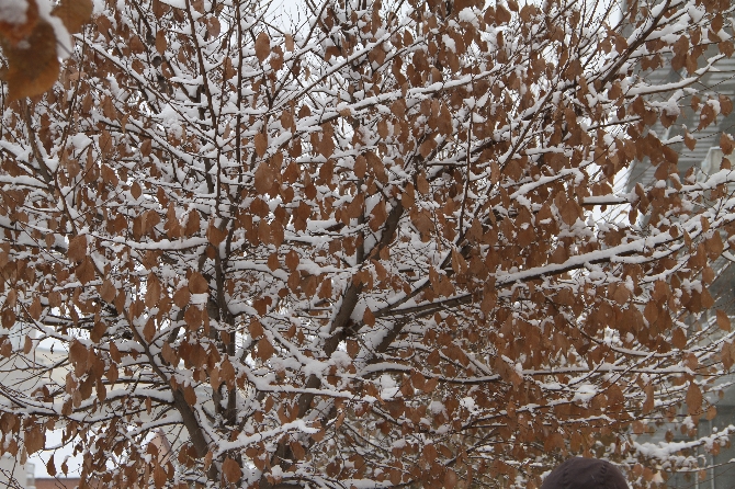 Ardahan Sibirya'ya döndü