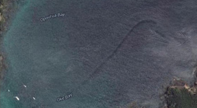 Gizemli canlı korkuttu Gizemli canlı korkuttu