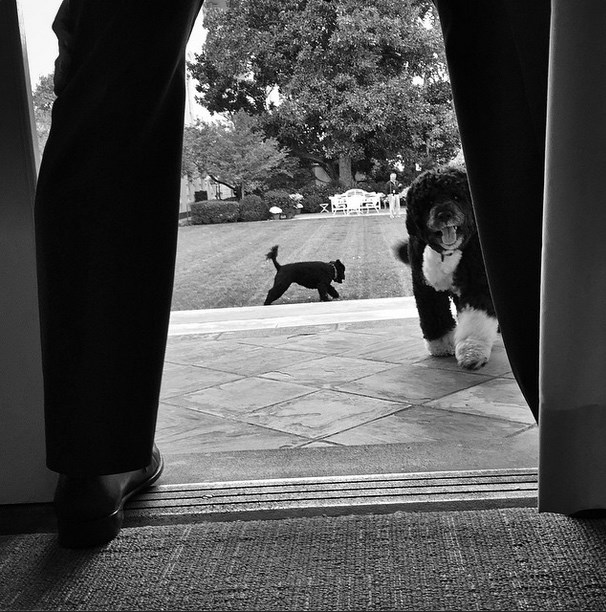 Obama'nın yenilgi pozu