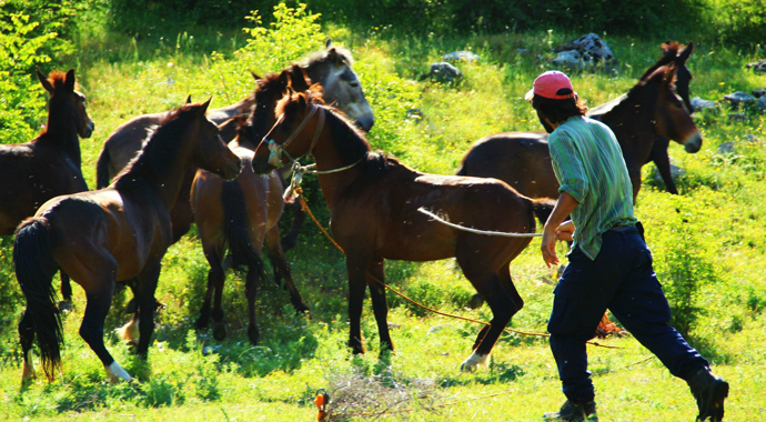 Vali o çobanın maaşını açıkladı, 'Benim müdürüm o kadar almıyor' Vali o çobanın maaşını açıkladı, 'Benim müdürüm o kadar almıyor'