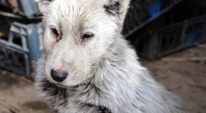 Ayı sanılan yavru hayvan bakın ne çıktı?