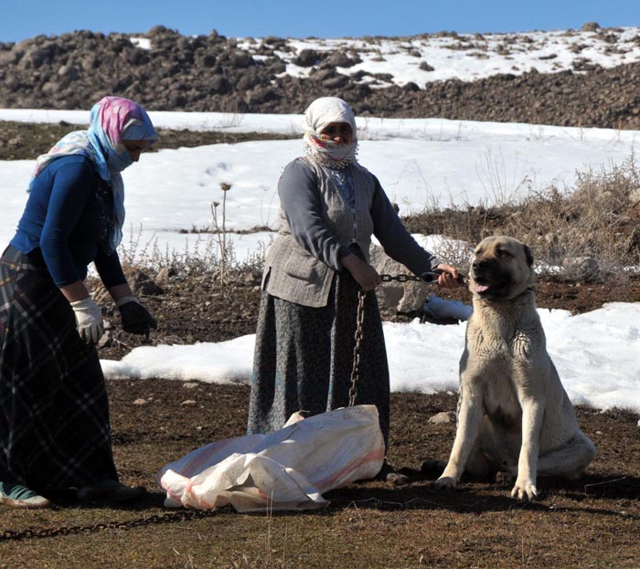 Van'da kuduz vakası!