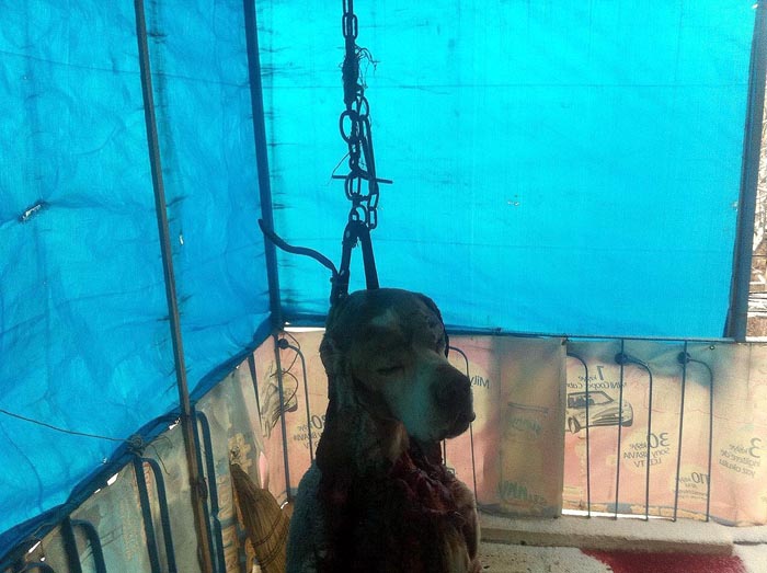 Derisi yüzüldükten sonra zincirle evin giriş kapısı önüne asıldı! Derisi yüzüldükten sonra zincirle evin giriş kapısı önüne asıldı!