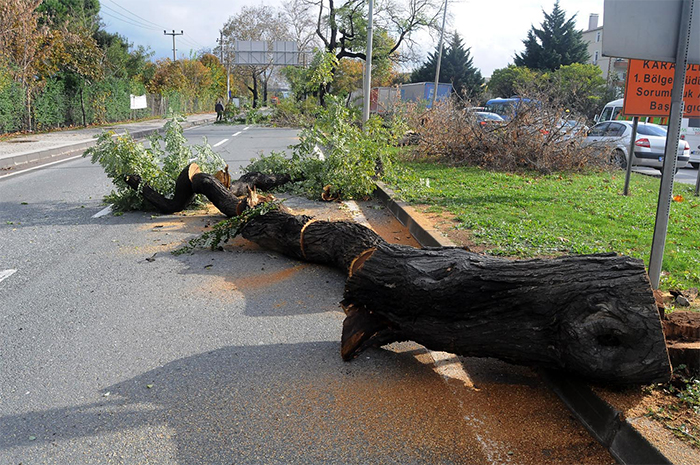 Geziciler Yalova'da 3 maymunu oynuyor Geziciler Yalova'da 3 maymunu oynuyor