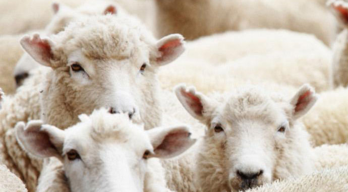 Kurban Bayramı Tatili Kaç Gün, açıklandı (Kurban Bayramı 9 Gün Kimlere tatil) Kurban Bayramı Tatili Kaç Gün, açıklandı (Kurban Bayramı 9 Gün Kimlere tatil)