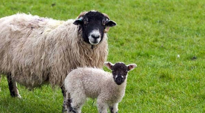 2015 Bayram Tatili kaç gün, ne zaman (KURBAN BAYRAMI TATİLİ KAÇ GÜN)