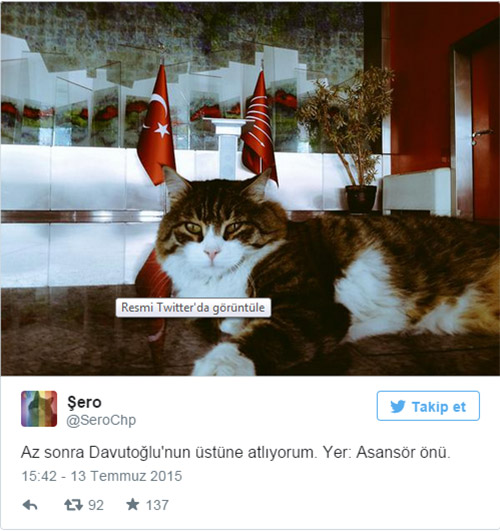 CHP'nin kedisi Şero'dan ilginç tweet CHP'nin kedisi Şero'dan ilginç tweet
