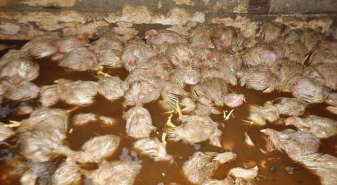 Binlerce hayvan telef oldu Binlerce hayvan telef oldu