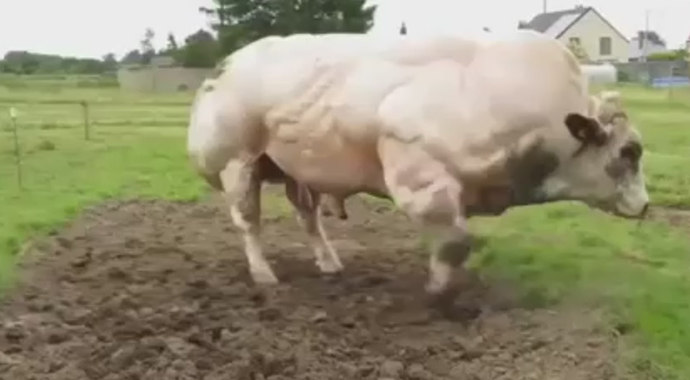 Belçika sığırının bu görüntüsü adeta vücut çalışmış gibi