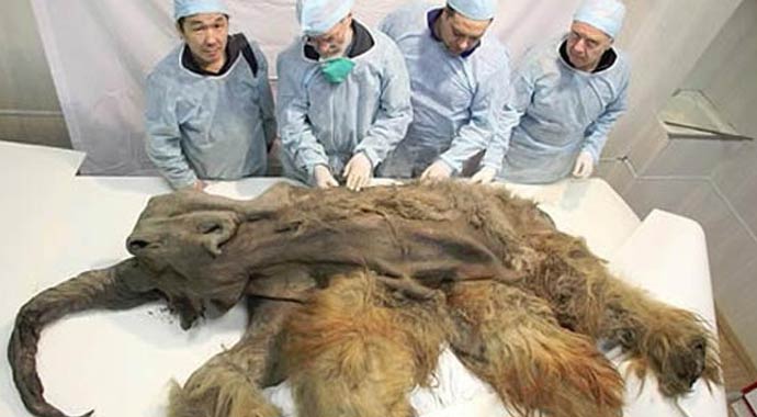 Mamut klonlayacaklar!